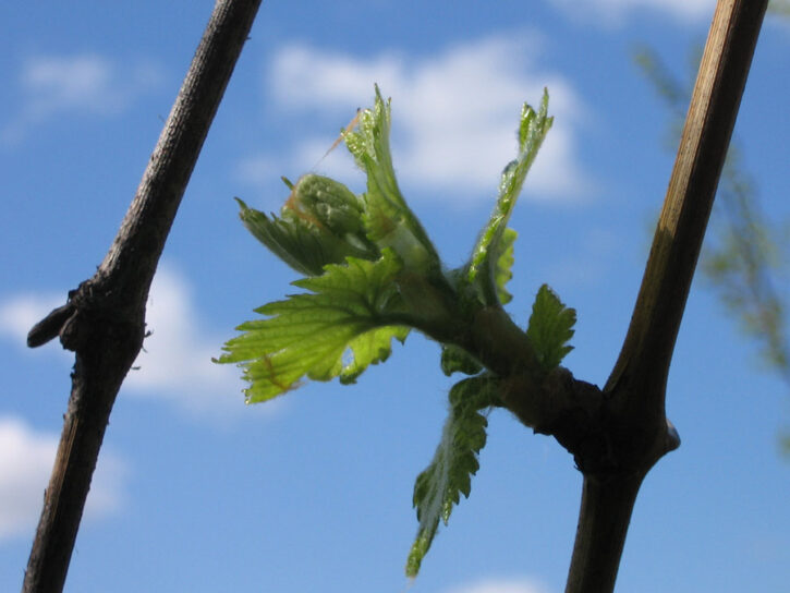 user1_pic4682_1247321918