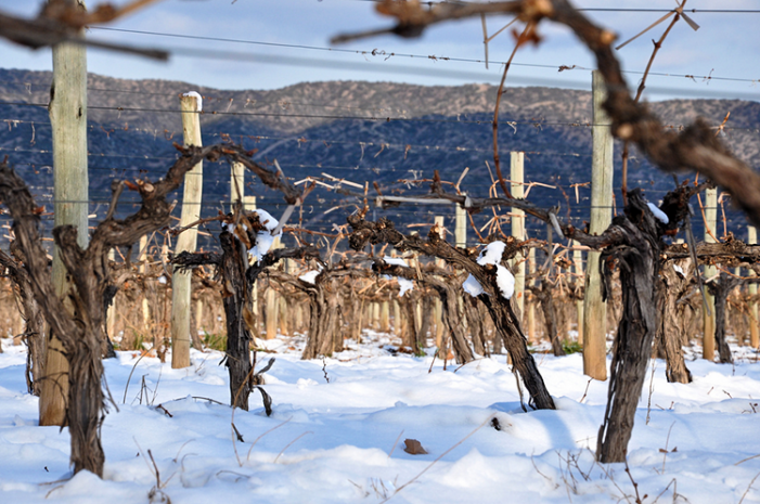 Виноградник в марте 2018 года.