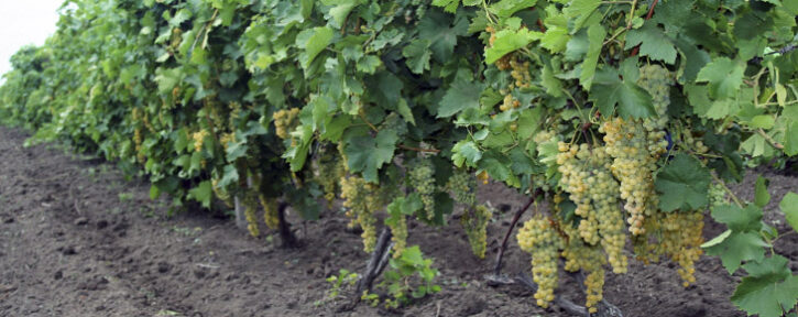 banner04 Виноградники Таирова