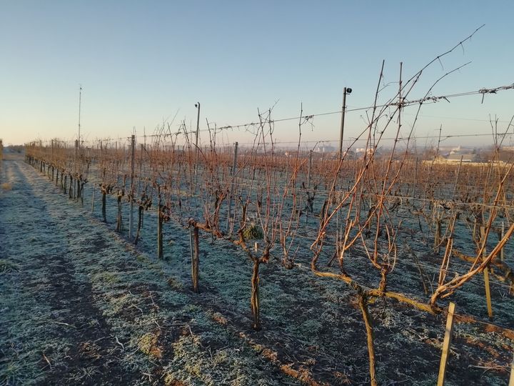 Виноградник у січні