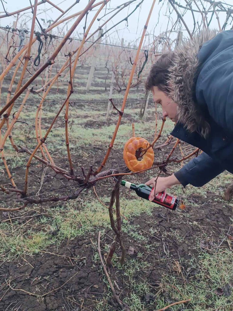 Cвято початку обрiзання виноградної лози Трифон Зарезан 2024